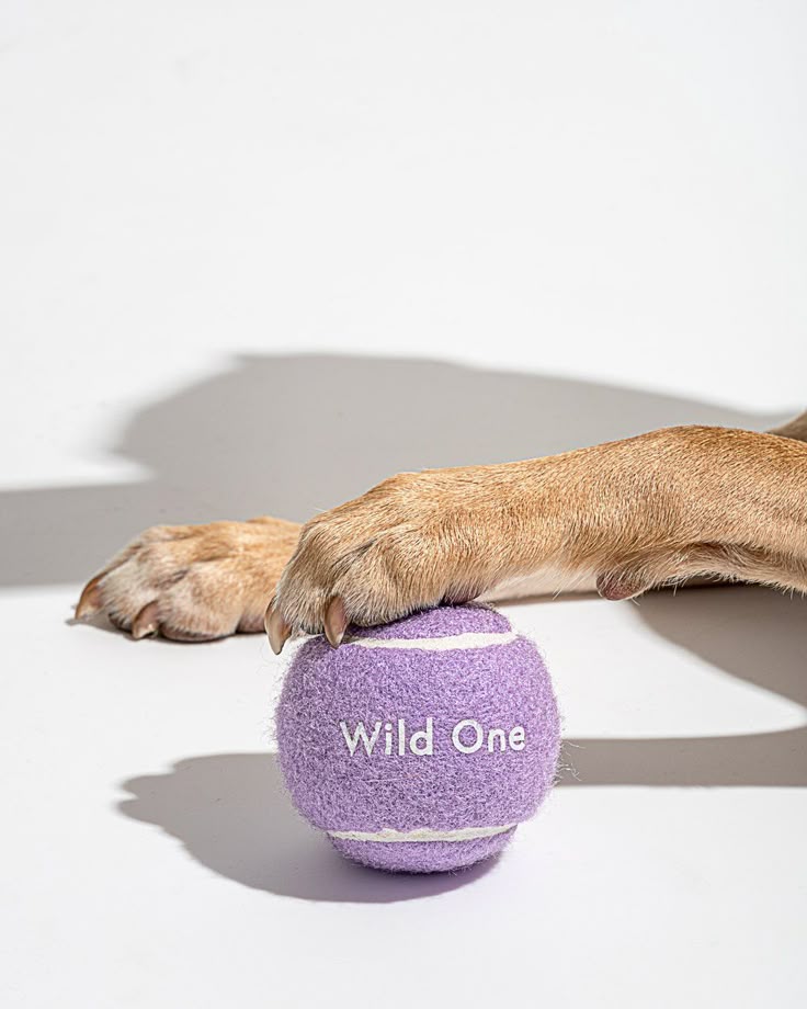 Dog Toys
