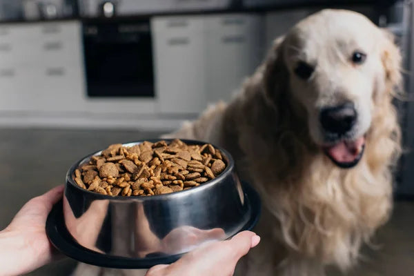 Cão